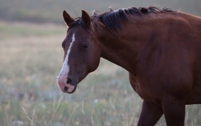 What You Should Know About Essential Oils & Equine Care