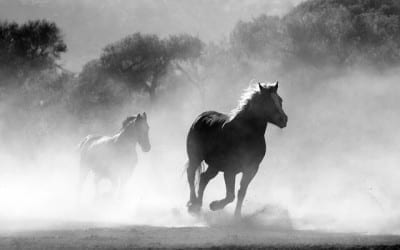 How Horses Can Help Heal