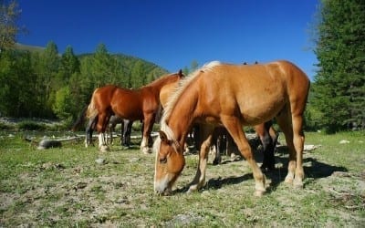 How Horses Help You Communicate Better