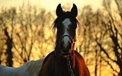 7 Essential Oil Blends Perfect for Pampering Your Horse