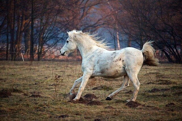 power horse