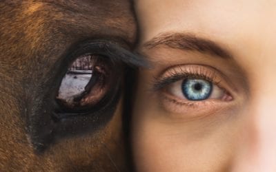 Powerful Lessons from Horses That Can Help Heal Us
