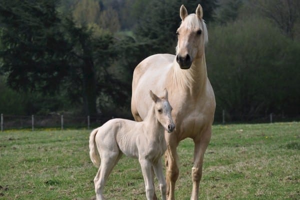horses children life-coach advice empty nester