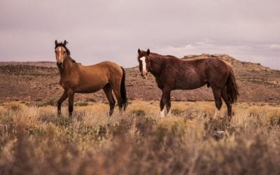 Common Relationship Problems and How Horses Can Help
